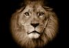 Download Freebeat: Lion King – Davido Type Beat (Prod by Deociz)