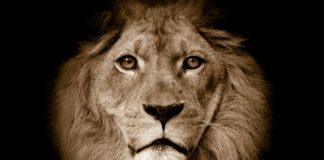 Download Freebeat: Lion King – Davido Type Beat (Prod by Deociz)